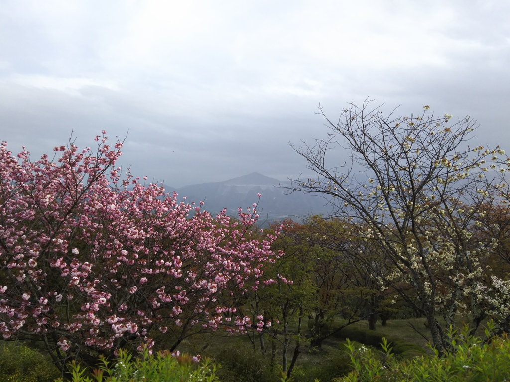 2018/04/16_美の山公園の花と武甲山