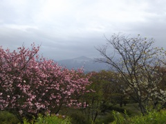 2018/04/16_美の山公園の花と武甲山
