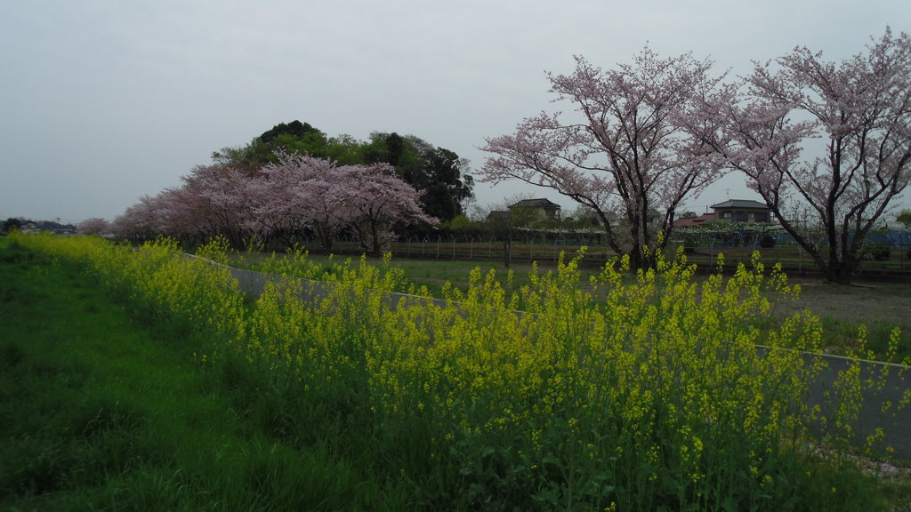 2016/04/10_見沼代用水の桜と菜の花