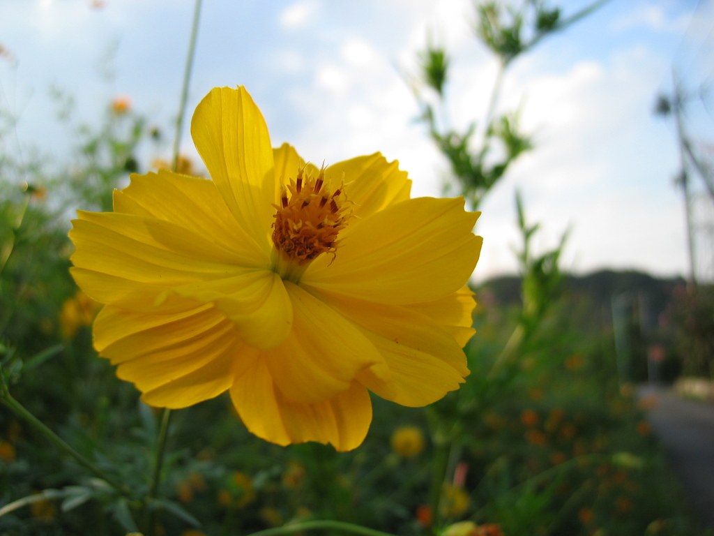 2016/09/10_キバナコスモス