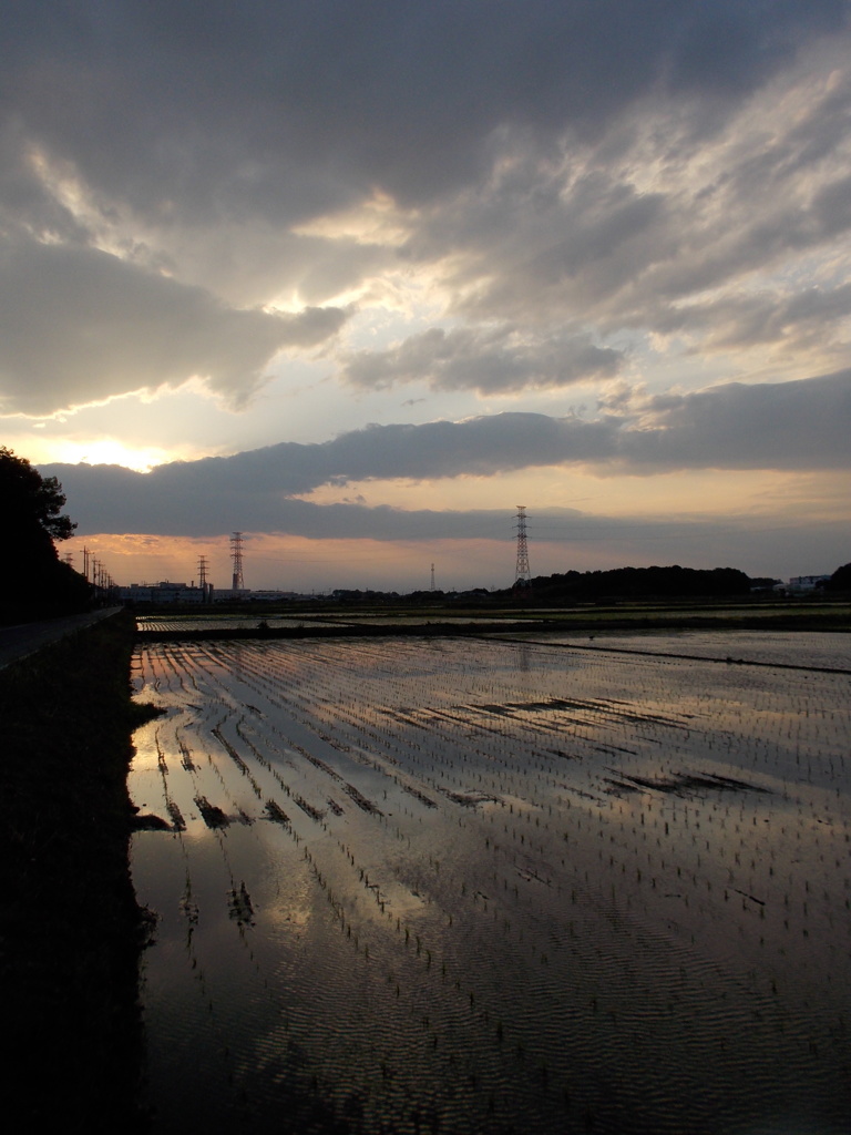 2017/06/10_水田の夕暮れ