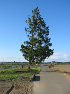 2017/06/03_田園の一本木