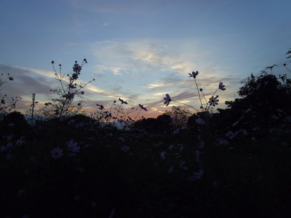 2016/10/30_夕暮れコスモス