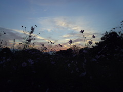 2016/10/30_夕暮れコスモス