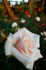 2015/10/18_伊奈バラ園の薔薇