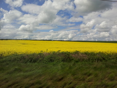 2016/05/22_エディンバラ〜ロンドン間車窓風景