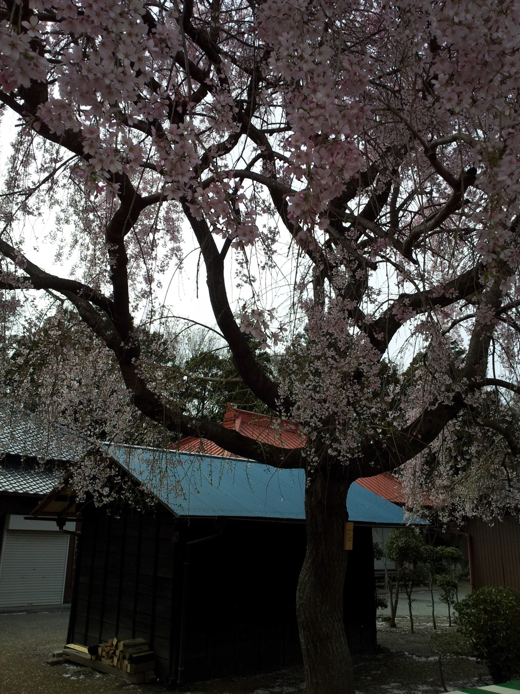 2016/04/03_放光寺の枝垂れ桜