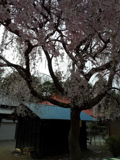 2016/04/03_放光寺の枝垂れ桜