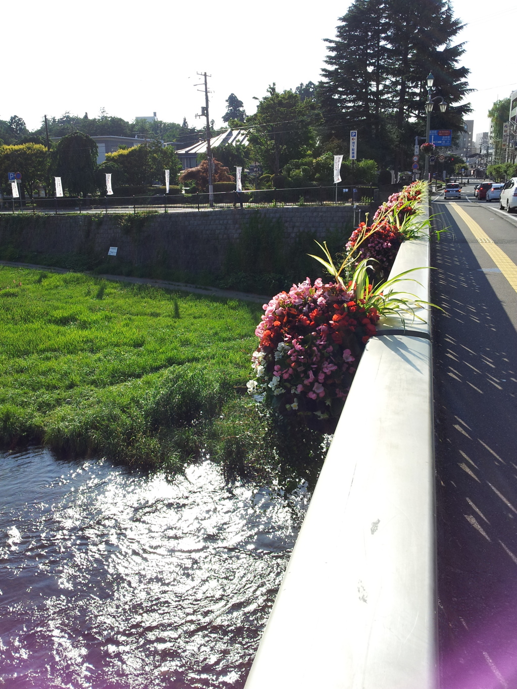 2018/07/14_中の橋の花