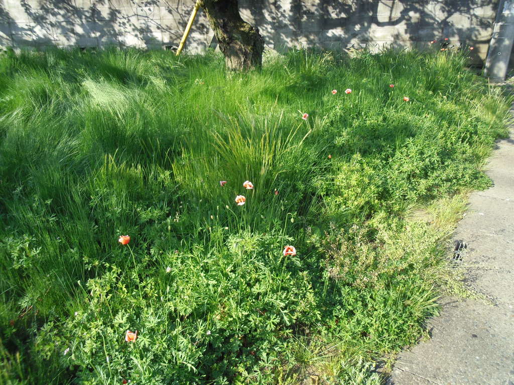 2017/05/05_ナガミヒナゲシ