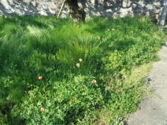 2017/05/05_ナガミヒナゲシ