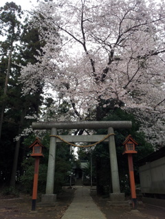 2016/04/03_伊奈崇霊社の桜