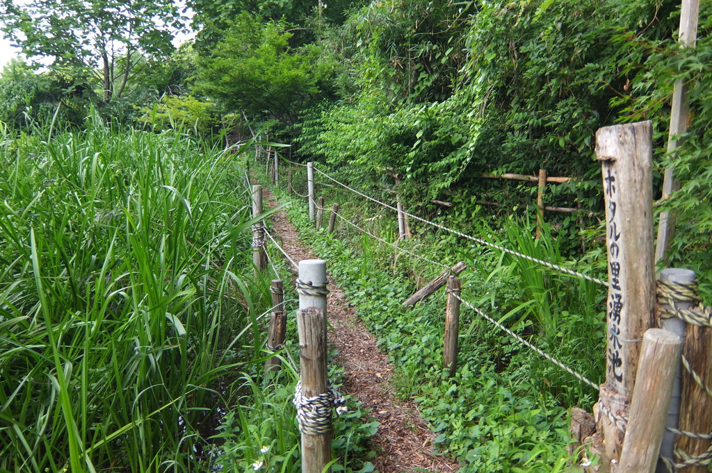 2014/06/21_ホタルの里