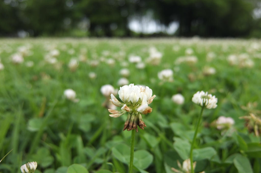 2014/07/06_さきたま古墳公園