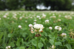 2014/07/06_さきたま古墳公園