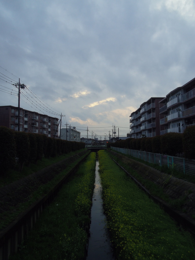 2017/04/09_芝川の夕暮れ菜の花