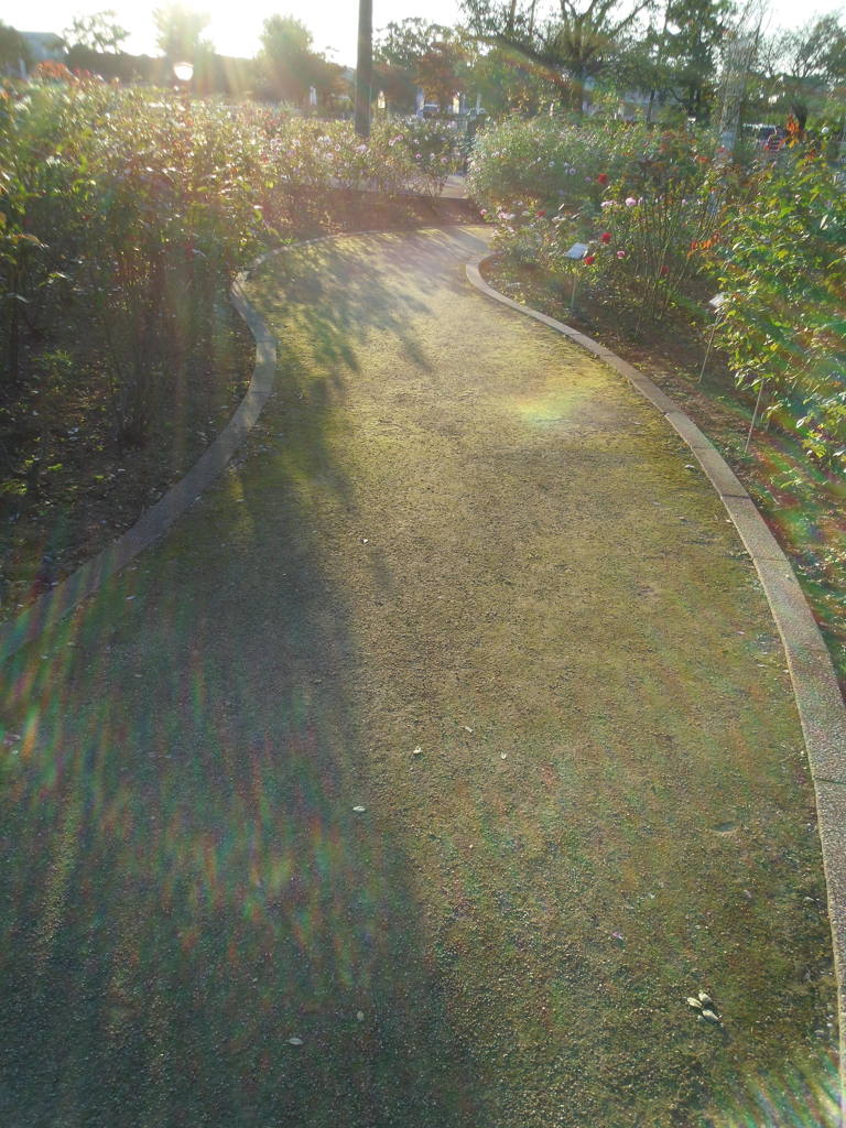 2016/10/15_伊奈バラ園