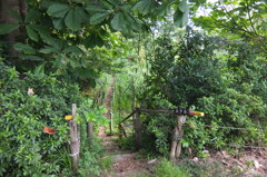 2014/06/21_ホタルの里