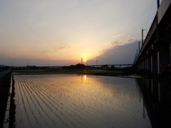 2017/06/11_水田の夕暮れ