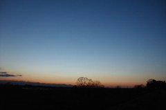 2014/03/22_夕暮れの木