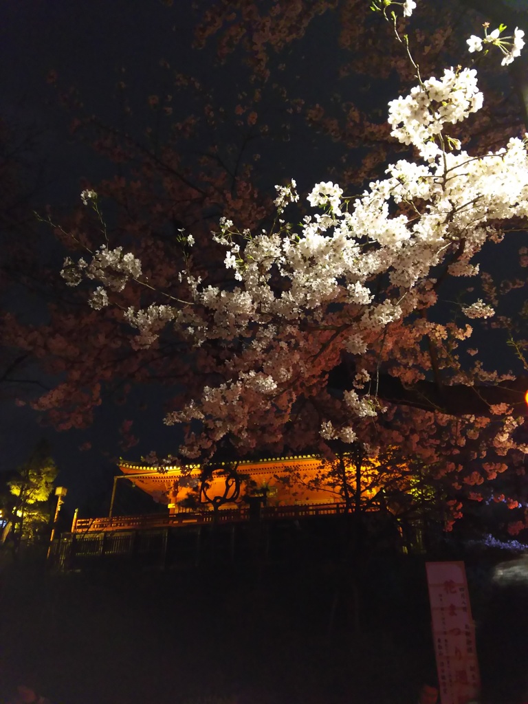 2017/04/06_上野公園の夜桜