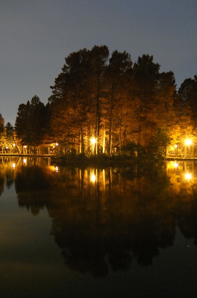 2014/11/24_夜の別所沼公園