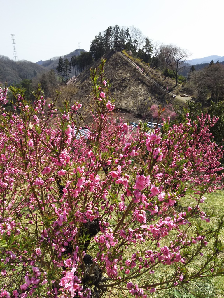 2018/03/25_花桃の郷