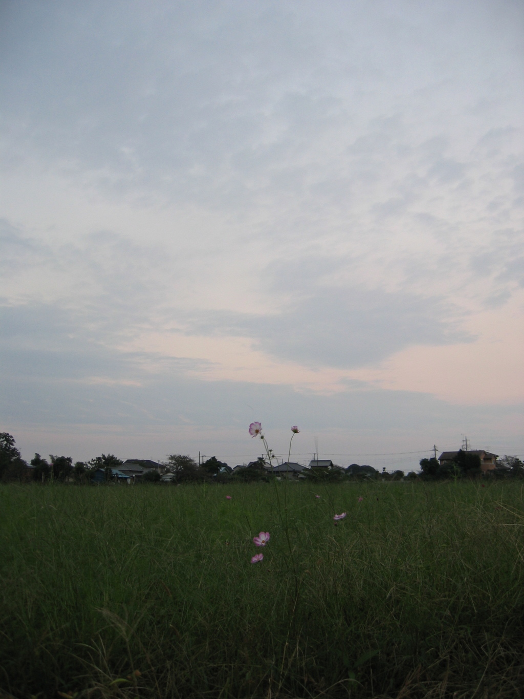 2016/10/02_夕暮れの蓮田駒崎コスモス畑