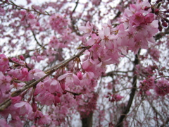 2017/04/01_上平公園の花