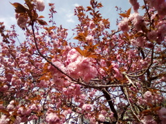 2019/04/21_道の駅和紙の里ひがしちちぶの八重桜