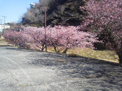 2017/02/07_伊豆の河津桜