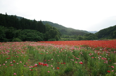 2015/05/23_ポピー畑