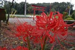 2015/09/21_神社の彼岸花