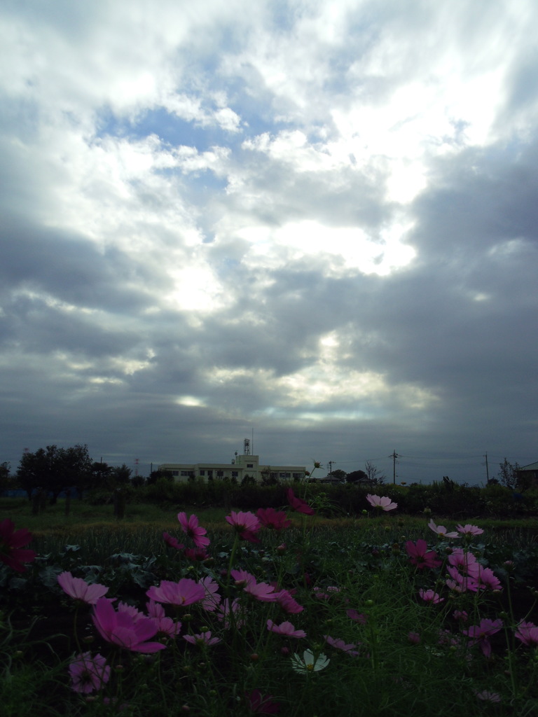 2016/10/10_曇天のコスモス