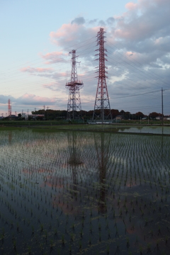 2015/06/06_水田の夕暮れ