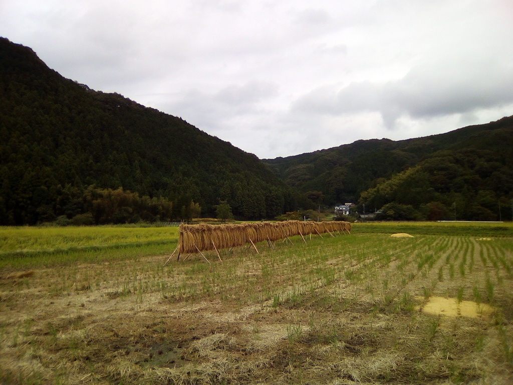 2018/10/08_下里の稲架掛け