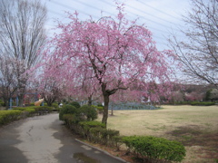 2017/04/01_上平公園の花