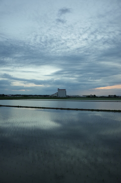 2015/06/21_水田の夕暮れ