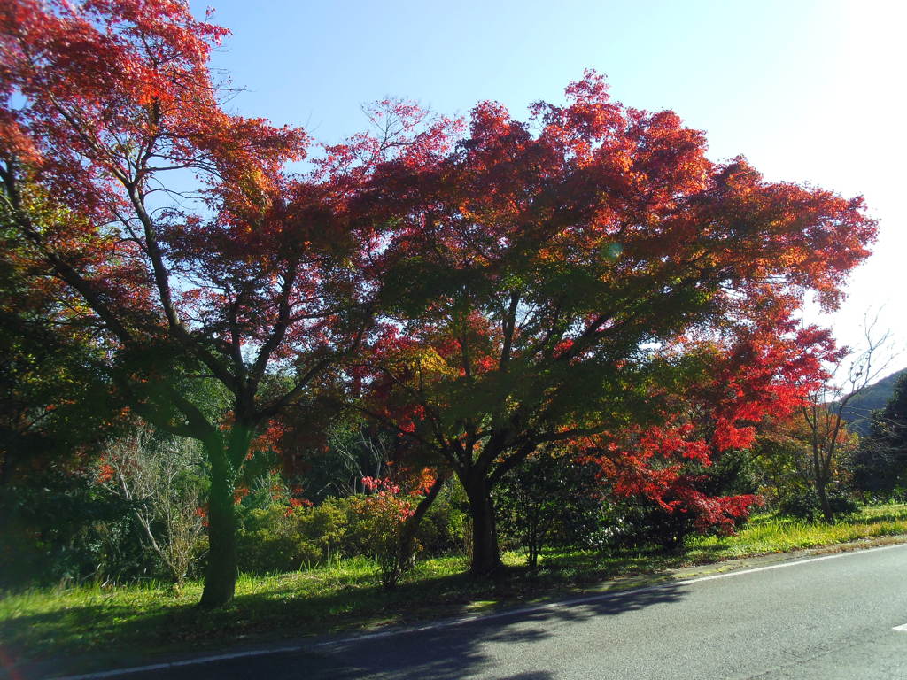 2017/11/12_紅葉