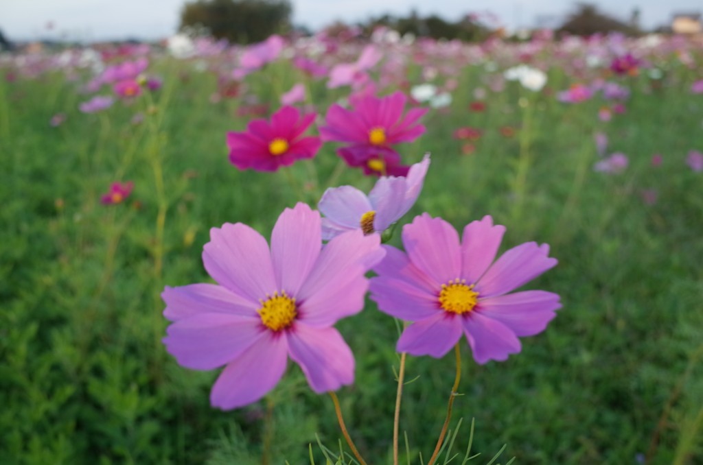 2014/10/19_コスモス畑