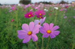 2014/10/19_コスモス畑
