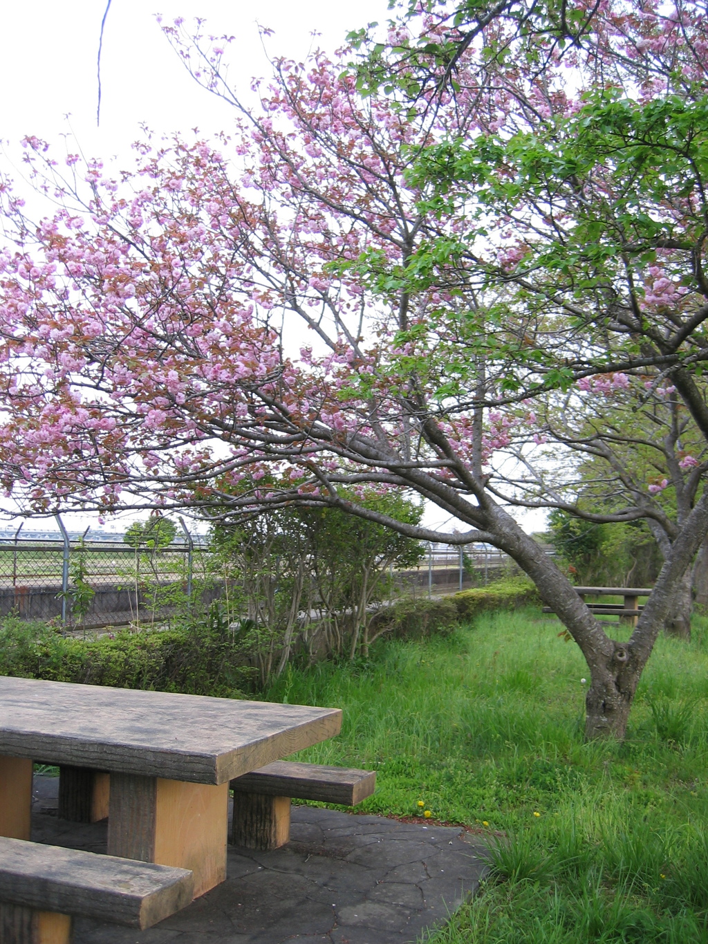 2016/04/16_見沼代用水の八重桜