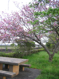 2016/04/16_見沼代用水の八重桜