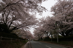 2015/04/04_無線山の桜