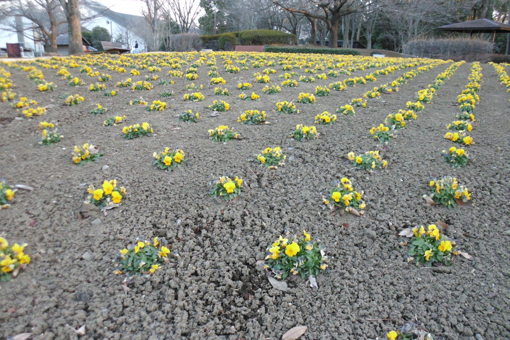 2015/02/15_花の丘農林公苑