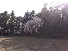 2018/04/01_畑の中の一本桜