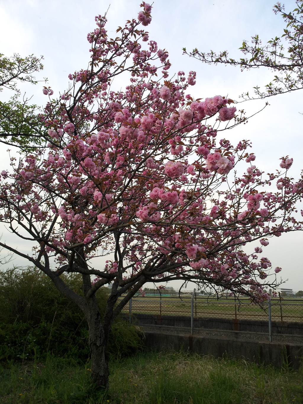 2016/04/16_見沼代用水の八重桜