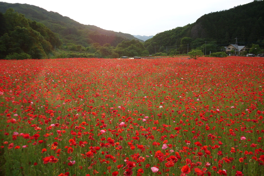 2015/05/23_ポピー畑