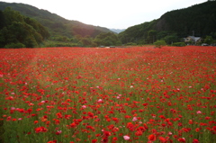 2015/05/23_ポピー畑