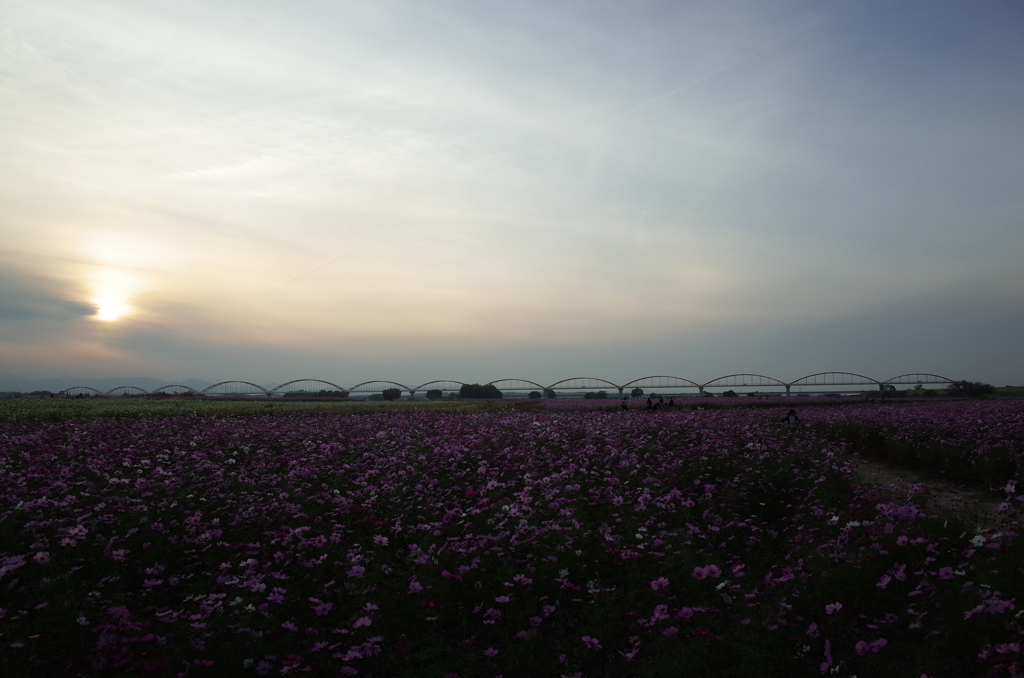 2015/11/01_夕暮れの吹上コスモス畑